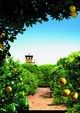 Etz Limon (Lemon Tree)
